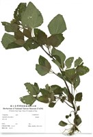 藏品(霍香薊)的圖片